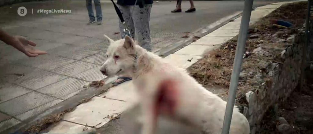 Τι ισχυρίζεται ο 54χρονος καθηγητής που μαχαίρωσε τον σκύλο στη Νίκαια – Αποκλειστικό