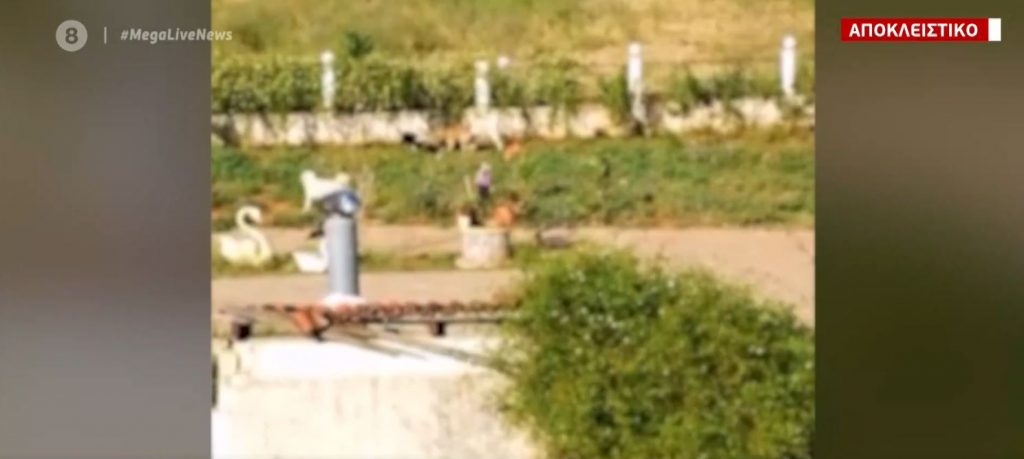 Κολαστήριο σκύλων στο Αγρίνιο: Γυναίκα κακοποιεί τα σκυλιά της και τα αφήνει να αλληλοτρώγονται