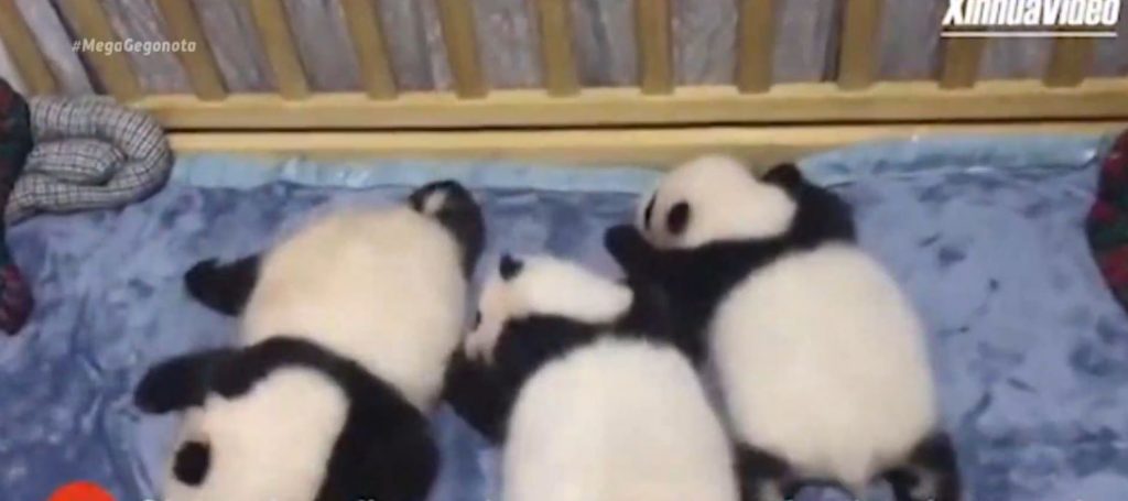 Κίνα: Τρία μωρά πάντα πρωταγωνιστές σε βίντεο στην επαρχία Σαανσί