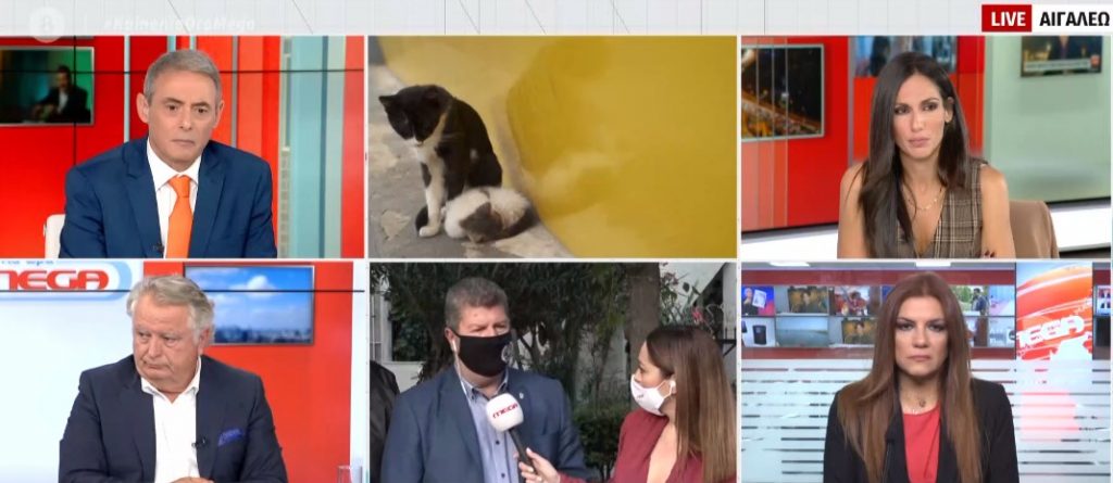 Αιγάλεω: Δηλητηρίασαν 11 γάτες – Συγκινεί η ηλικιωμένη που τις φρόντιζε