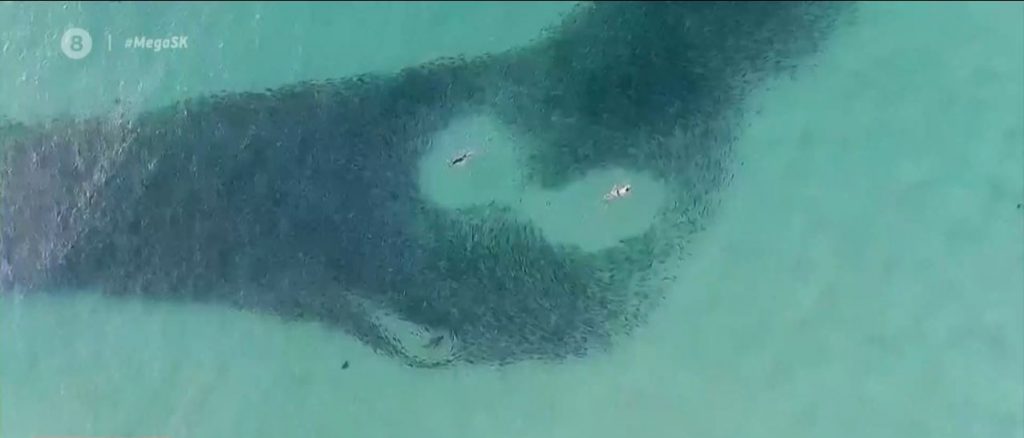 Κολυμπώντας με τους καρχαρίες στην Αυστραλία – Σε πτήση για το… πουθενά στο Χονγκ Κονγκ