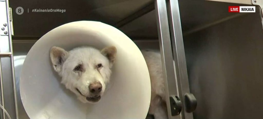 Κτηνωδία στη Νίκαια: Μαχαίρωνε με μανία σκύλο στη μέση του δρόμου