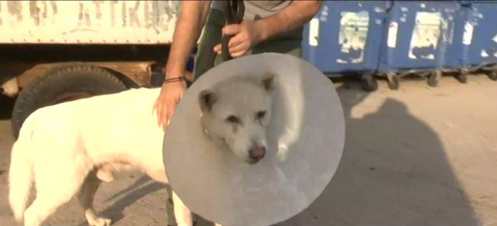 Νίκαια: Επιστρέφει στο σπίτι του ο Έκτορας, ο σκύλος που είχε μαχαιρωθεί βάναυσα