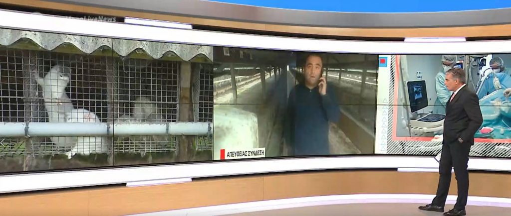 Κορωνοϊός: Rapid tests σε εκτροφείς μινκ στην Ελλάδα