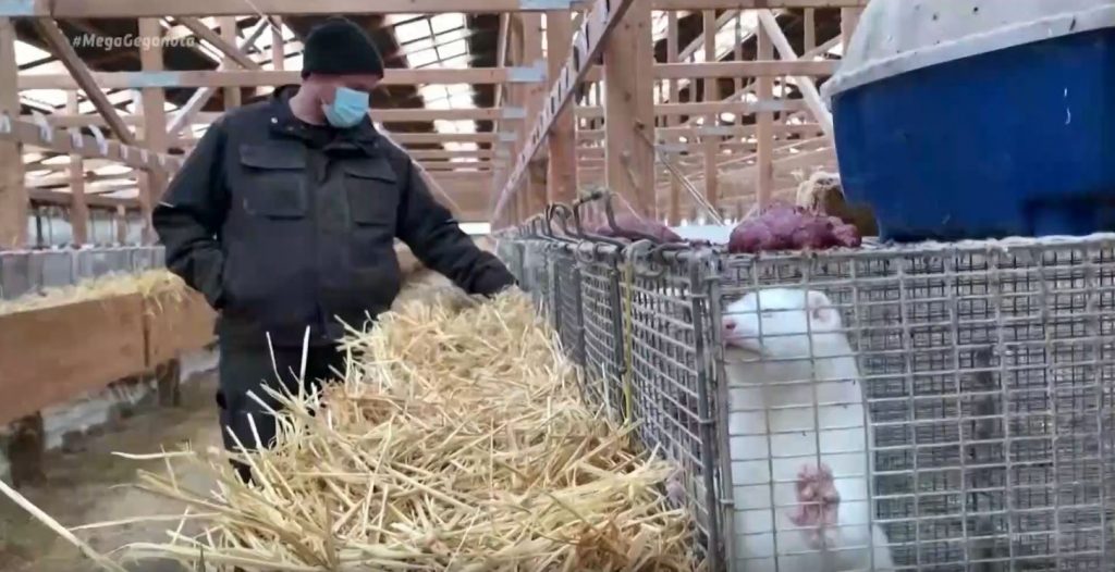 Δανία: Μεταλλαγμένο στέλεχος κορωνοϊού μόλυνε 200 ανθρώπους – Θανατώνονται 17 εκατ. μινκ