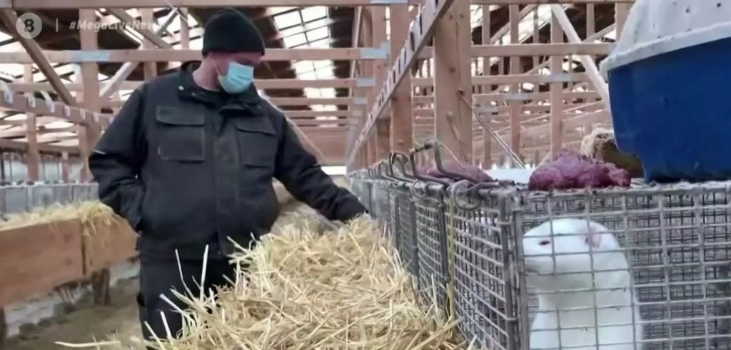 Κρούσματα σε εργαζομένους σε φάρμες μινκ στην Καστοριά