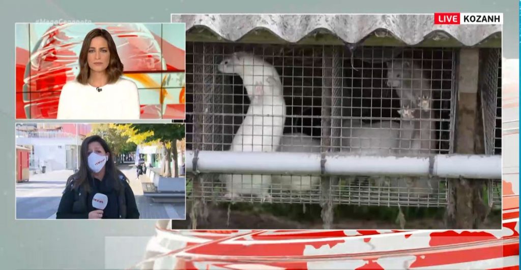 Κοζάνη: Ο κορωνοϊός χτύπησε και τα βιζόν στην Ελλάδα