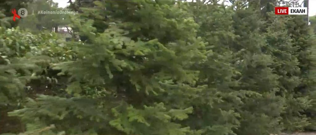 Ξεκίνησε η πώληση ελάτων στην Αθήνα