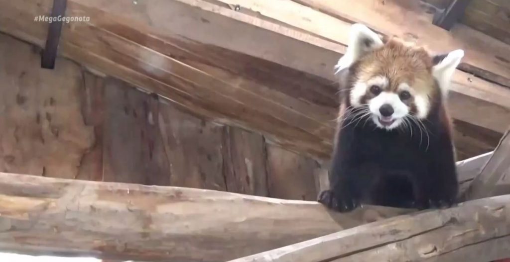 Δύο κόκκινα πάντα φιλοξενεί ζωολογικός κήπος στη Χιλή