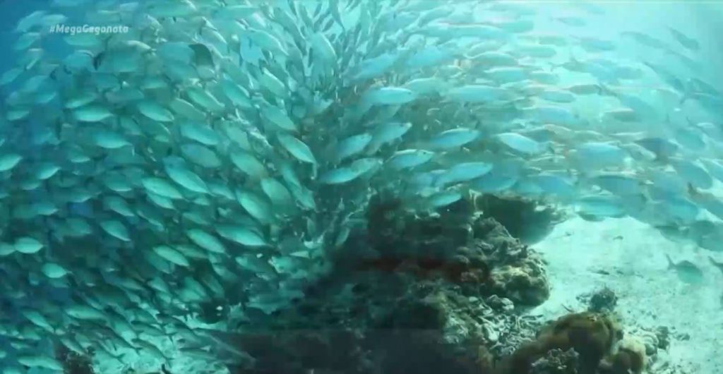 Μια δράση για τον καθαρισμό της Ελληνικής Θάλασσας