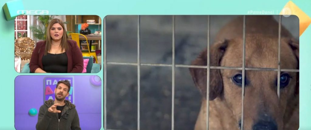 Ο δήμος Αθηναίων εκπαιδεύει αδέσποτα για υιοθεσία