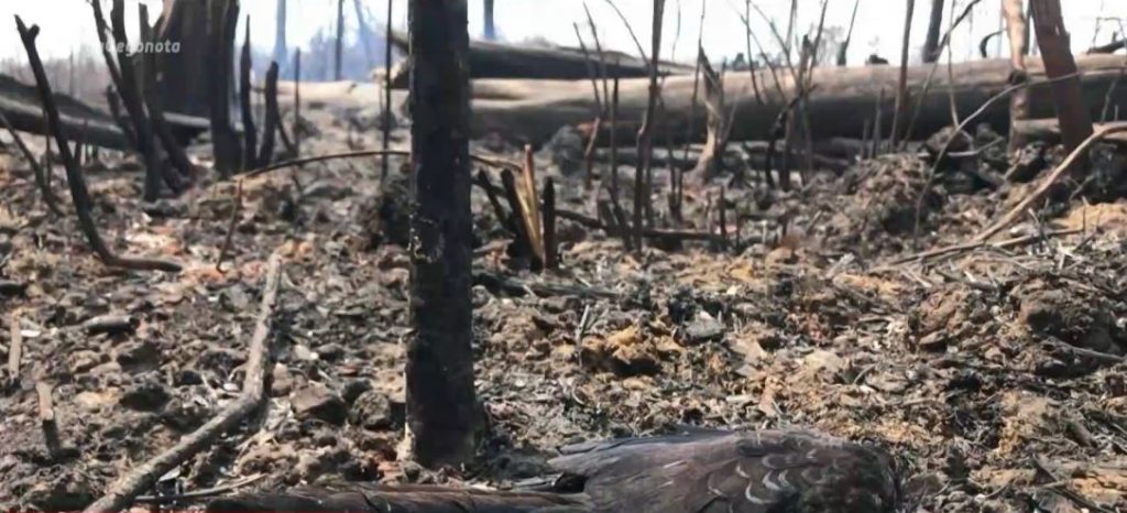 Εξαφανίζονται δάση σε όλον τον πλανήτη