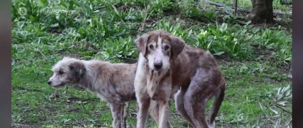 Βόλος: Άγρια κακοποίηση σκύλων – Βρέθηκαν σκελετωμένοι & βασανισμένοι