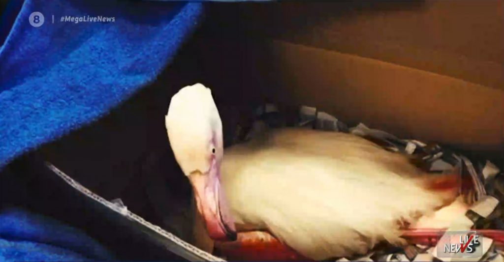 Χαλκιδική: «Έγκλημα» με νεκρά φλαμίνγκο – Δηλητηριάστηκαν από μόλυβδο