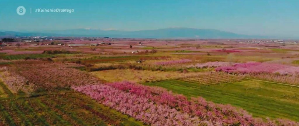 Σπεύδουν οι νεόνυμφοι για μια φωτογραφία στη «ροζ θάλασσα» των ανθισμένων ροδακινιών της Ημαθίας