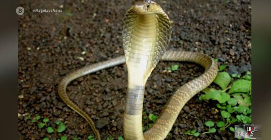 Στη ΜΕΘ από δάγκωμα κόμπρας που είχε για… κατοικίδιο – Σοβαρή η κατάσταση 30χρονου