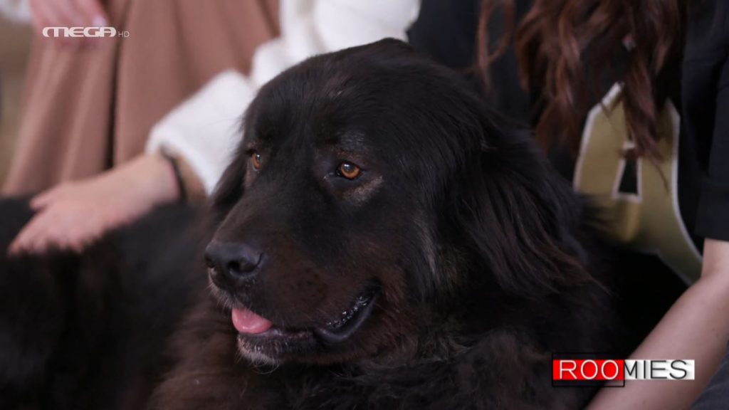 Παγκόσμια Ημέρα Αδέσποτων Ζώων – Το καταφύγιο «A Little Shelter» & η βοήθεια που προσφέρει