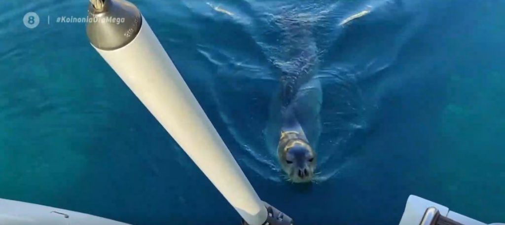 Αλόννησος: Φώκια δάγκωσε τουρίστρια – Νοσηλεύεται με σοβαρά τραύματα