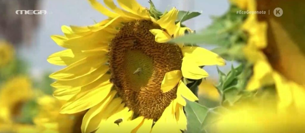 APIVITA: Save the bees – Εκστρατεία ενημέρωσης & ευαισθητοποίησης