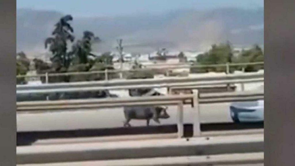 Αγριογούρουνα κάνουν βόλτες στην Εθνική Οδό – Οχιά μπήκε σε σπίτι στη Θεσσαλονίκη
