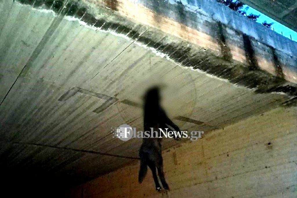 Εντοπίστηκε ο δράστης της κακοποίησης σκύλου στα Χανιά – Πρόστιμο 30.000 ευρώ