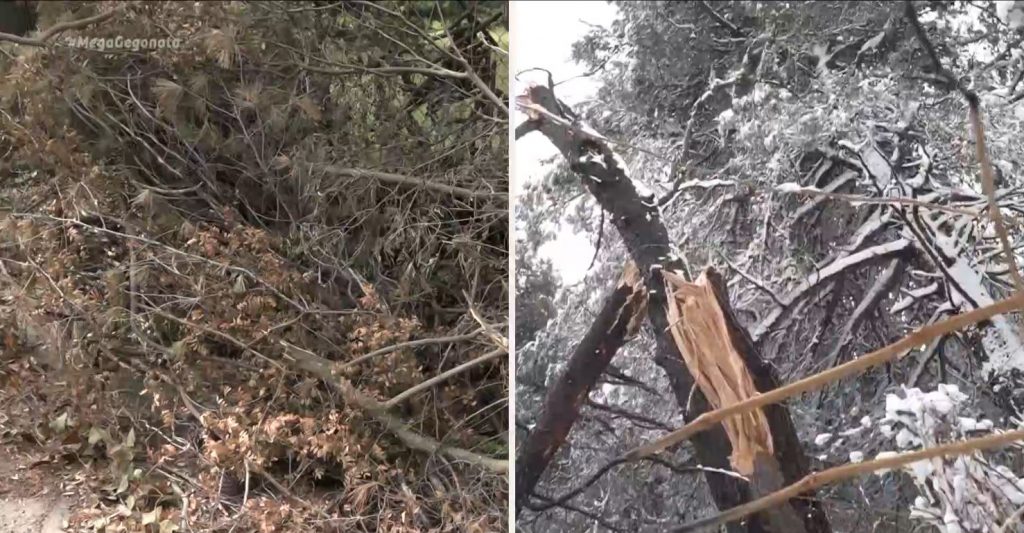«Βουνά» τα κλαδιά σε Κηφισιά & Διόνυσο τρεις μήνες μετά την κακοκαιρία «Μήδεια»