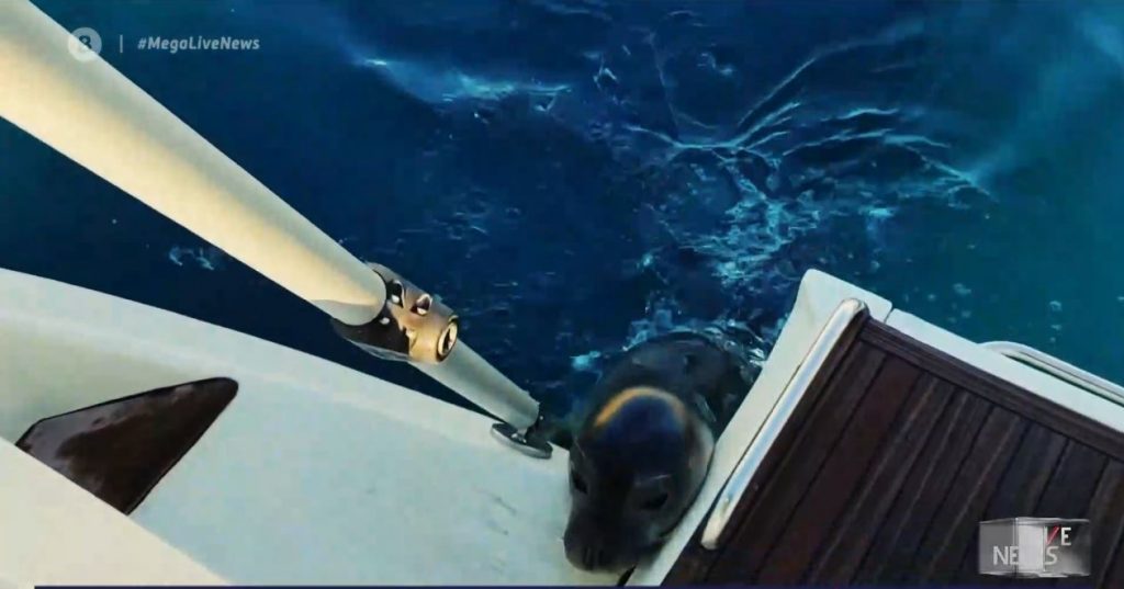 Αλόννησος: Στο νοσοκομείο τουρίστρια μετά την επίθεση φώκιας – Τι λέει στο MEGA η αδερφή της