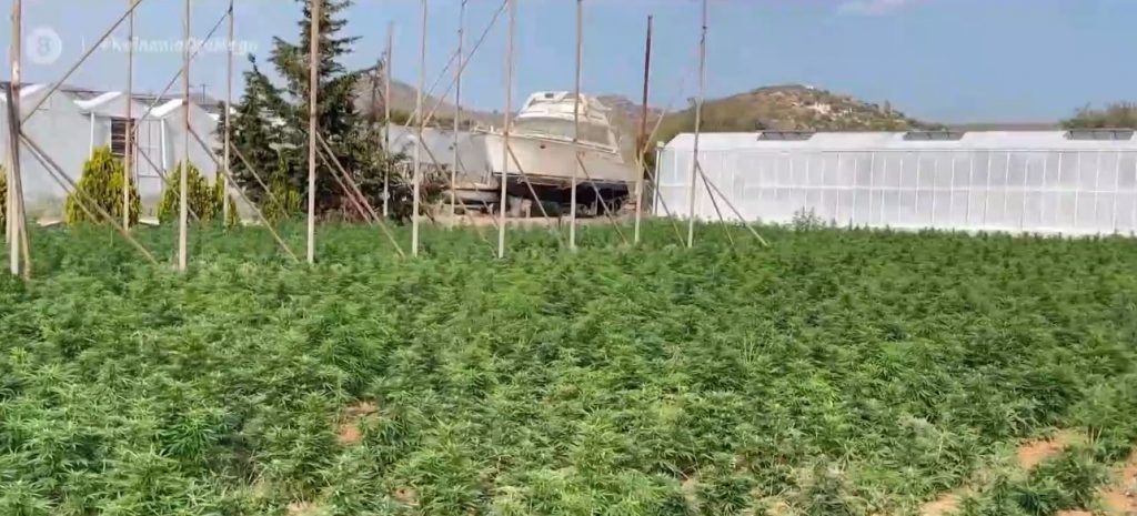 Εξαρθρώθηκε σπείρα με χιλιάδες δενδρύλλια κάνναβης: Περισσότερα από 26 εκατ. ευρώ θα ήταν τα κέρδη τους