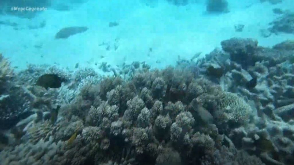 «Καμπανάκι» της UNESCO για τον Μεγάλο Κοραλλιογενή Ύφαλο στην Αυστραλία