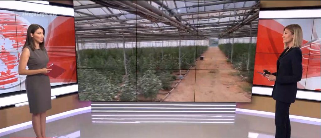 Ανάβυσσος: Τεράστια φυτεία χασίς με «βιτρίνα» καλλιέργεια κάνναβης