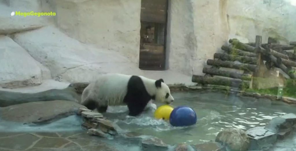 Ρωσία: Η απίστευτη φιλία μεταξύ σκύλου και πούμα – Η δροσιστική βουτιά ενός πάντα