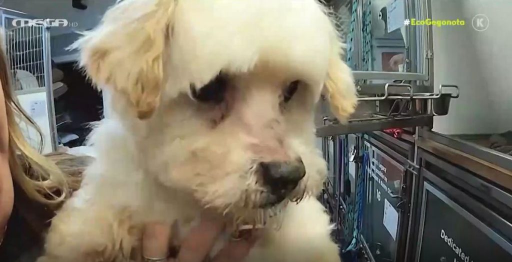 Αδέσποτα: 4 στα 10 σκυλάκια που υιοθετήθηκαν στην καραντίνα επιστρέφονται στις φιλοζωικές οργανώσεις