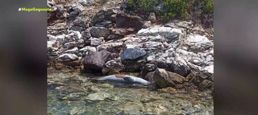 Αλόννησος: Δολοφόνησαν με ψαροντούφεκο τον «Κωστή», τη φώκια – μασκότ του νησιού
