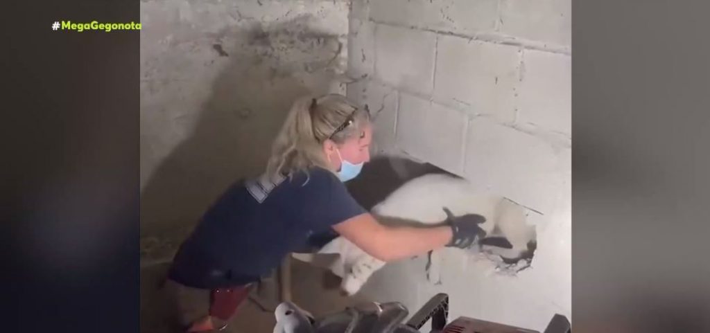 ΗΠΑ: Επιχείρηση διάσωσης για σκυλάκι που εγκλωβίστηκε σε τοίχο γκαράζ