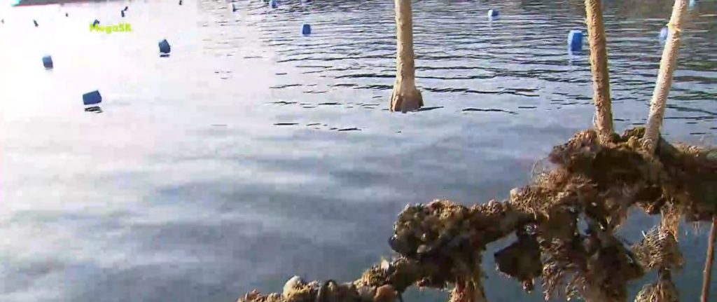 Μυδοκαλλιέργεια στην Ολυμπιάδα Χαλκιδικής