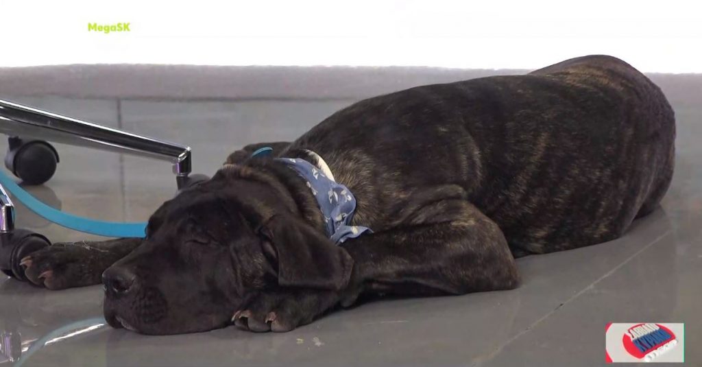 Καύσωνας και ζώα – Πώς να προστατέψουμε τους μικρούς μας φίλους από τις υψηλές θερμοκρασίες