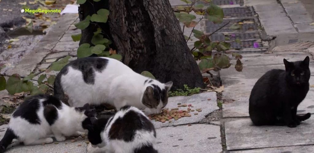 Πάτρα: 23χρονος προφυλακίστηκε για θανάτωση γάτας – Ιστορική απόφαση για τη χώρα