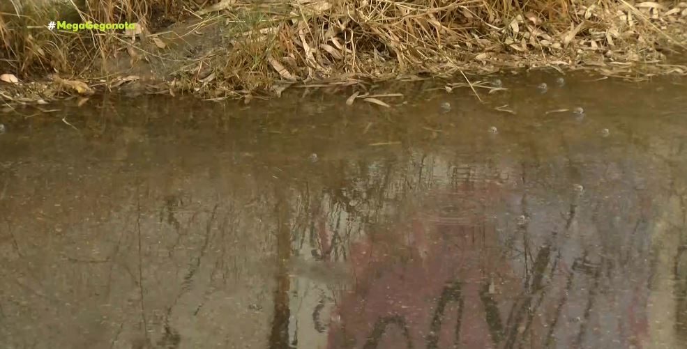 Η αναδάσωση θα αυξήσει τις καλοκαιρινές βροχές στην Ευρώπη