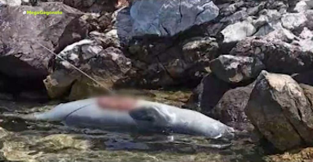 Αλόννησος: Τραγικό τέλος για τον Κωστή, τη φώκια σύμβολο του νησιού