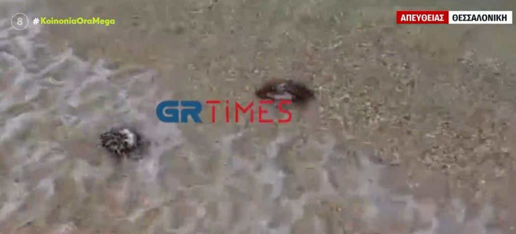 Χαλκιδική – Κοπάδι από μέδουσες σε παραλία στην Ολυμπιάδα