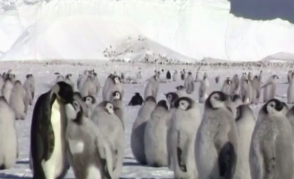 Είδος προς εξαφάνιση ο αυτοκρατορικός πιγκουίνος στην Ανταρκτική