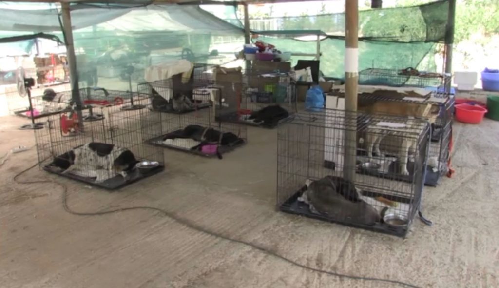 Εθελοντές και πολίτες έσωσαν εκατοντάδες ζώα από τον πύρινο όλεθρο