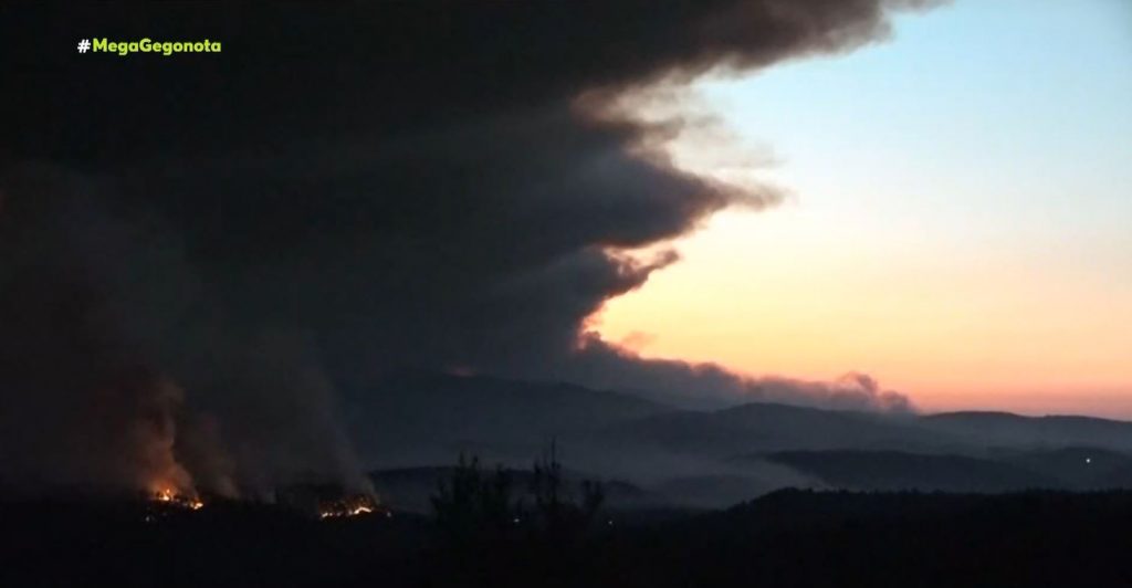 Φωτιές – Δραματικές εικόνες από τραυματισμένα & πληγωμένα ζώα
