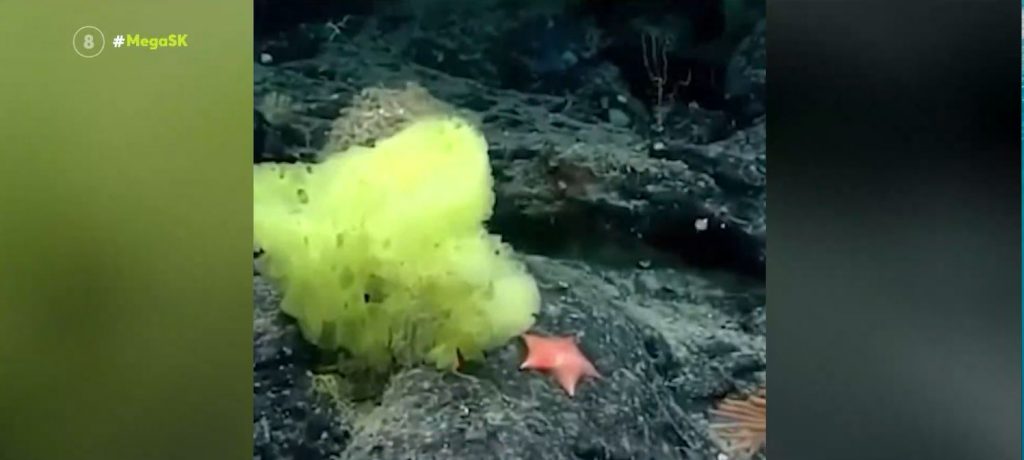 Όταν ο Μπομπ ο Σφουγγαράκης συνάντησε τον Πάτρικ στην πραγματική ζωή