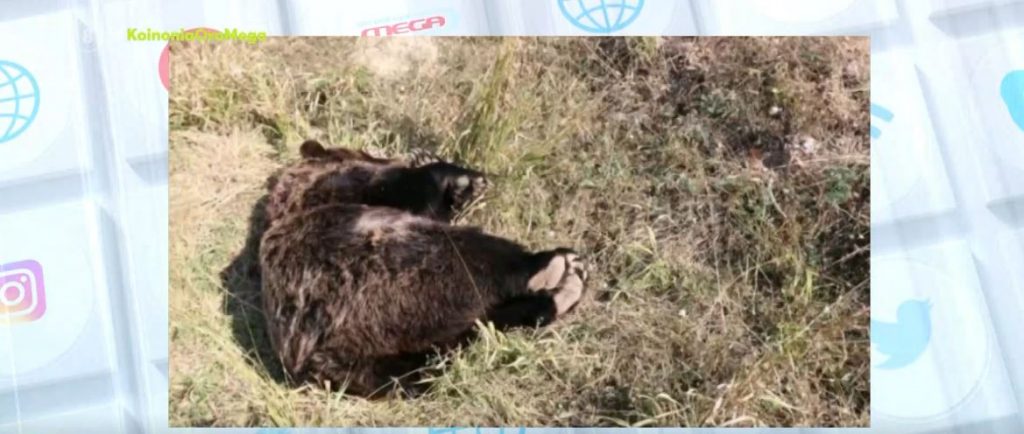 Πυροβόλησαν και σκότωσαν καφέ αρκούδα