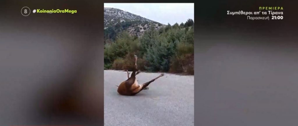 Η απάντηση του δασαρχείου για την υπόθεση με το ελάφι στην Πάρνηθα