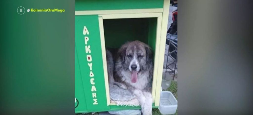 Κόντρα δήμου Θεσσαλονίκης – φιλοζωικής μετά την απομάκρυνση του σπιτιού του «Αρκουδέλη»