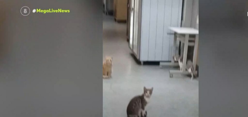 «Μπάτε γάτες» σε μεγάλο νοσοκομείο της Αττικής