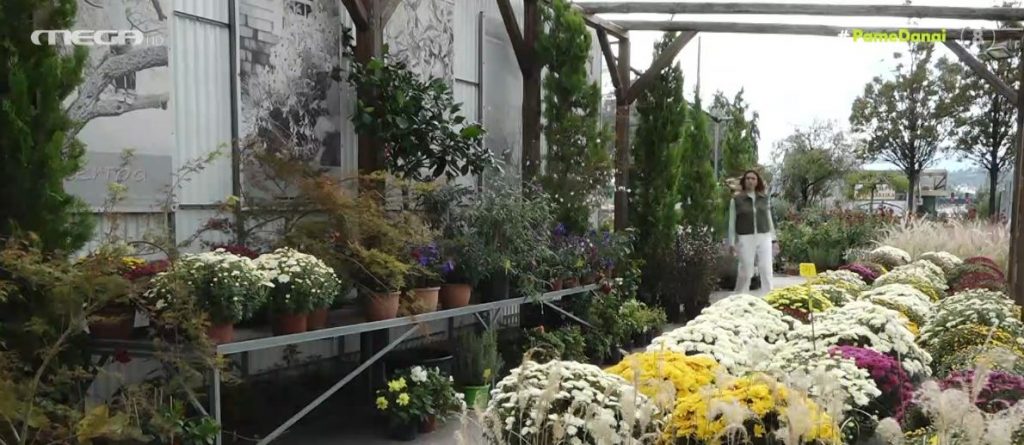 Τα κατάλληλα φυτά για εσωτερικούς χώρους και τα μυστικά που κρύβουν