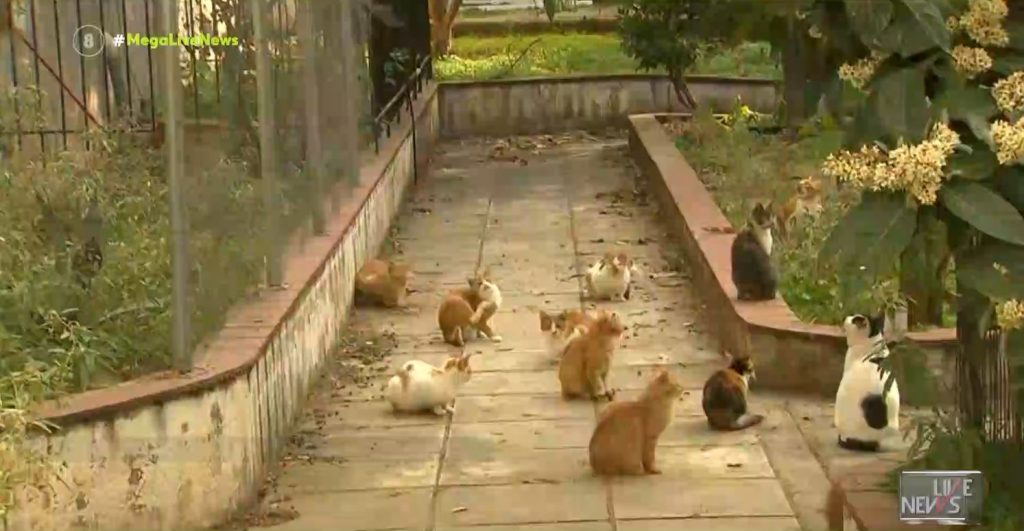 Θεσσαλονίκη – Δηλητηρίασαν με φόλες τουλάχιστον 20 γάτες